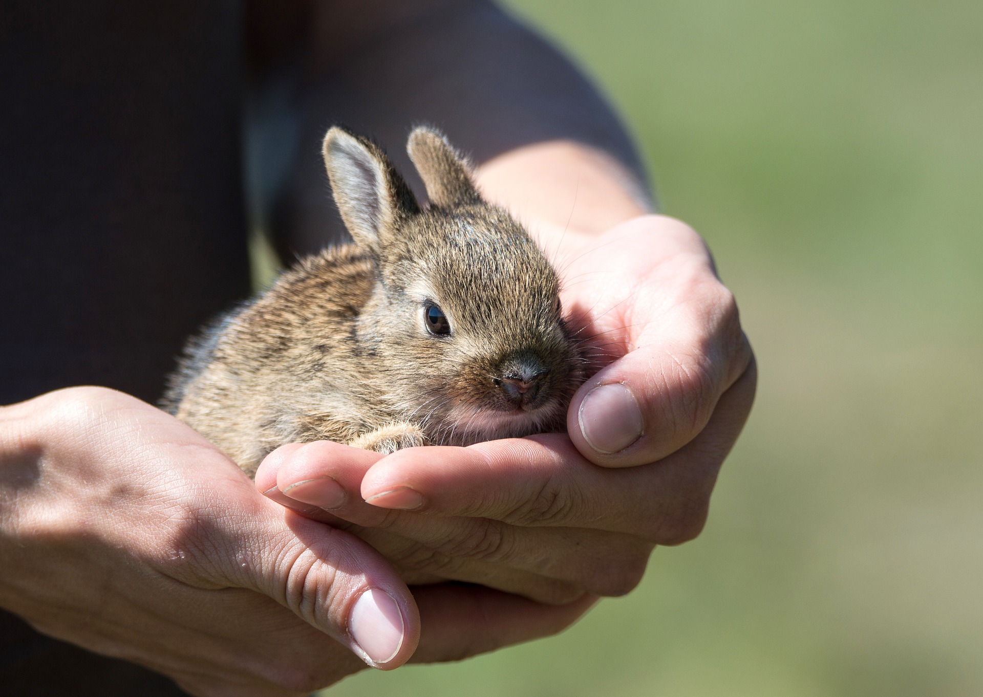 Image of human hands holding a small rabbit.