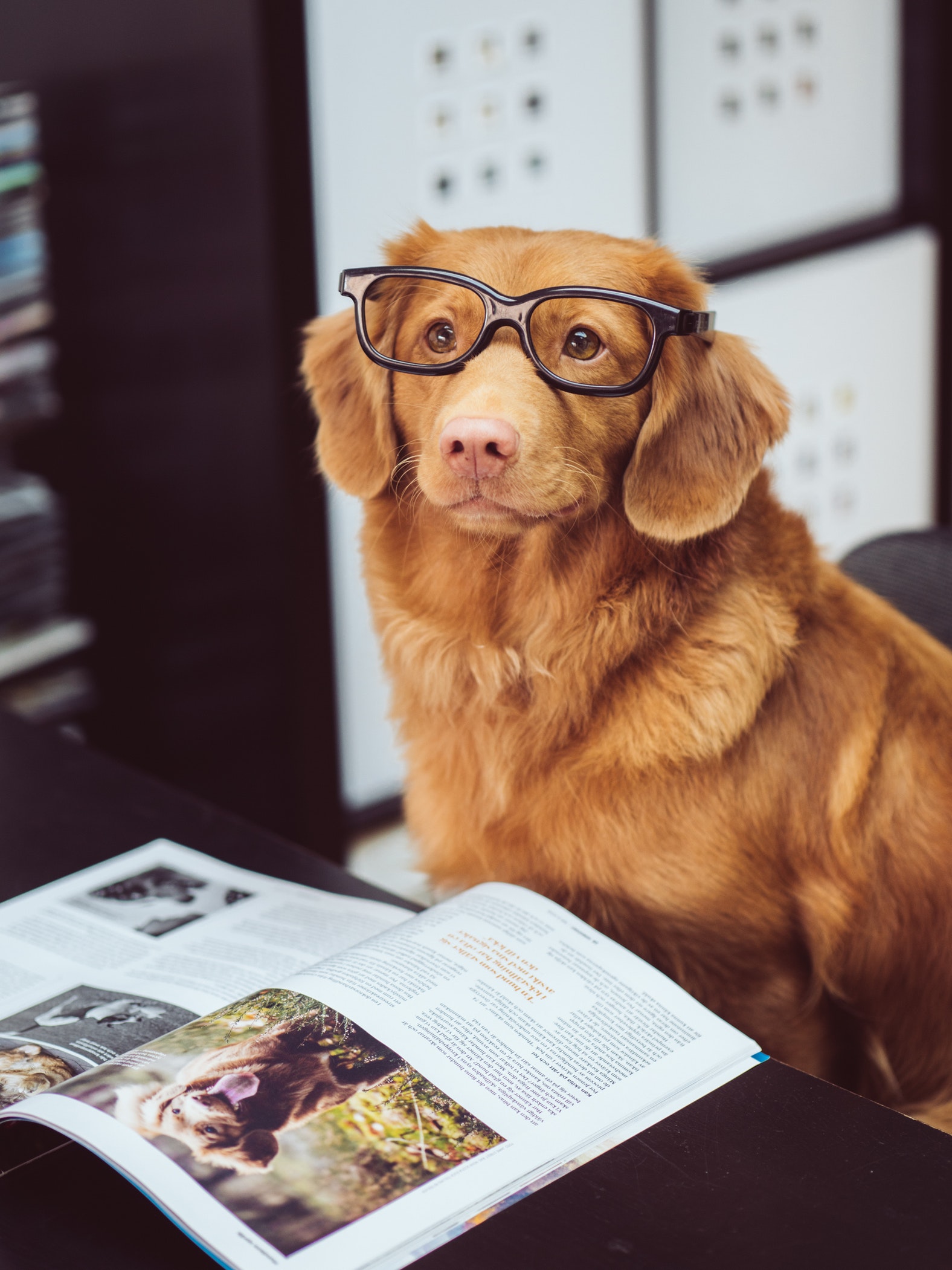 Brown dog wearing glasses sitting with a book