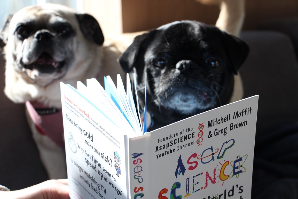 Two dogs reading a science book.