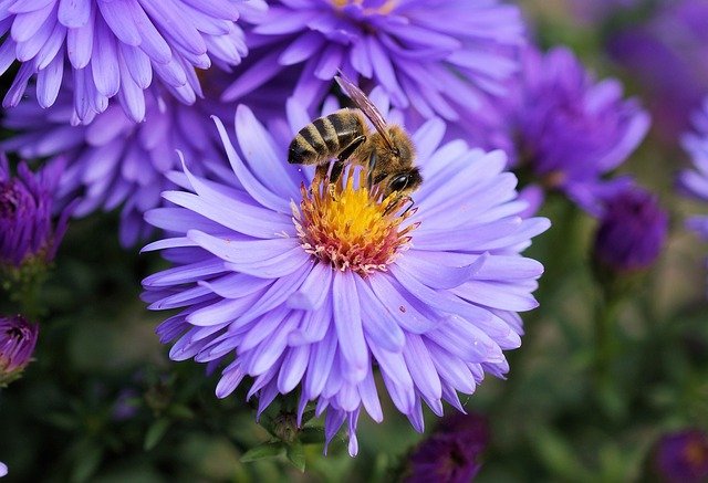 Bee visiting purple flower