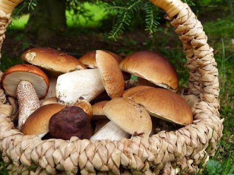 Wild mushrooms in a basket