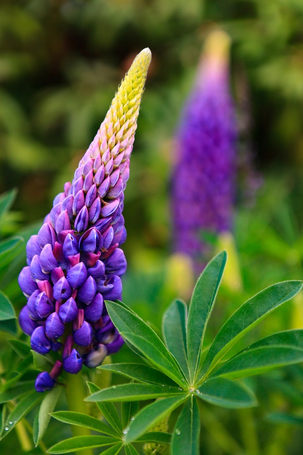 A purple Lupine stands out against the greenery in Ketchikan, Alaska