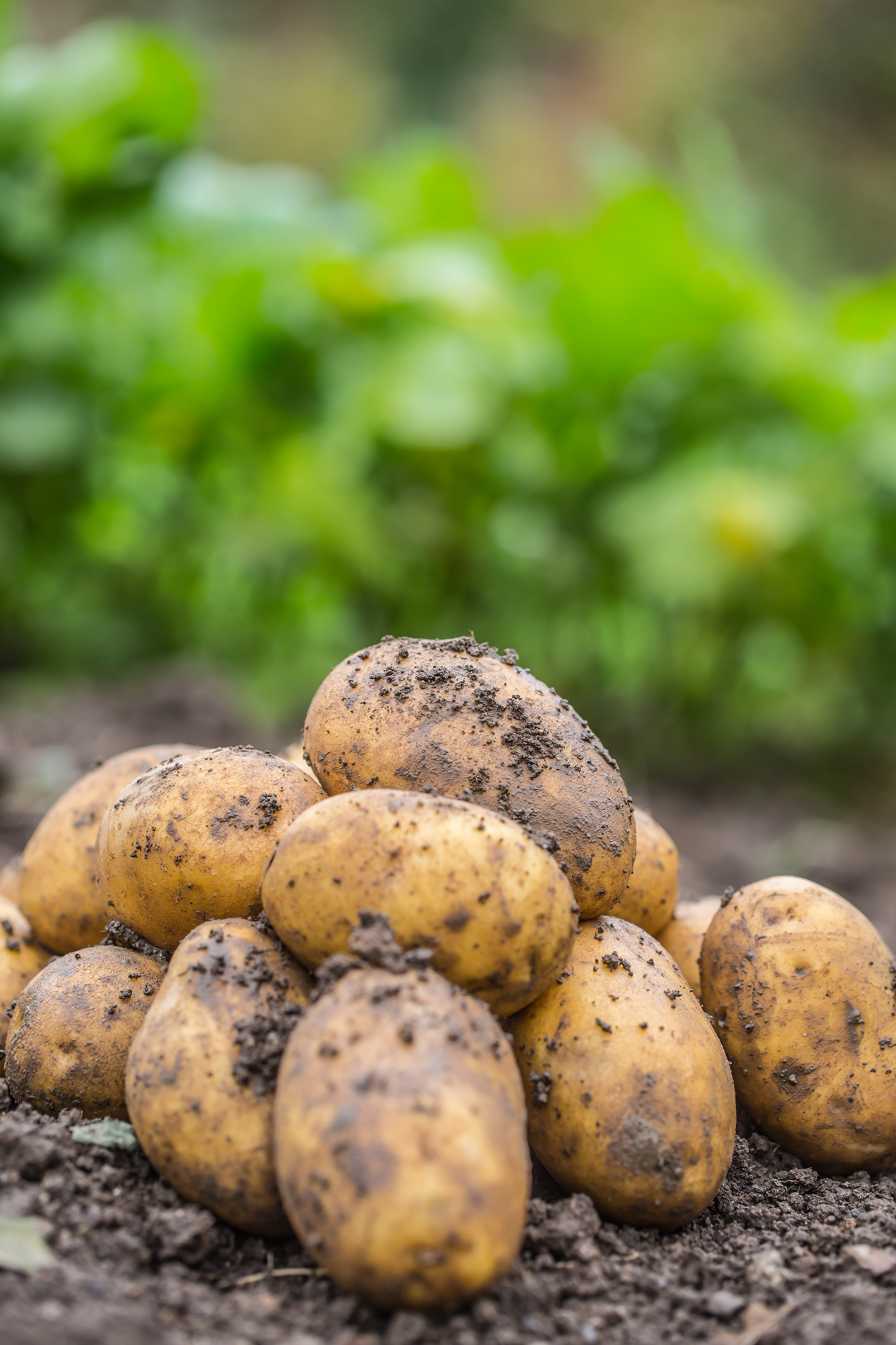 dirt covered potatoes resting in a lush garden