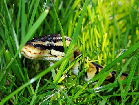 Image of a small snake resting in the grass.
