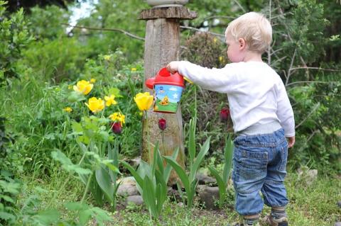 Toddler with watering can in the garden.