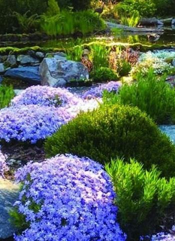 lush greenery with purple flowers