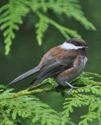 chestnut backed chickadee