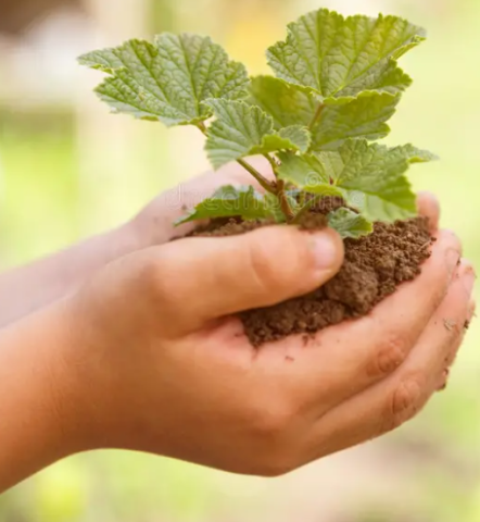 Child's hands holding dirt and a plant