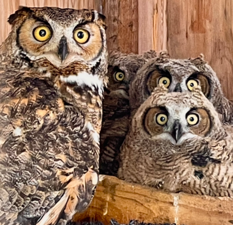 A family of owls.