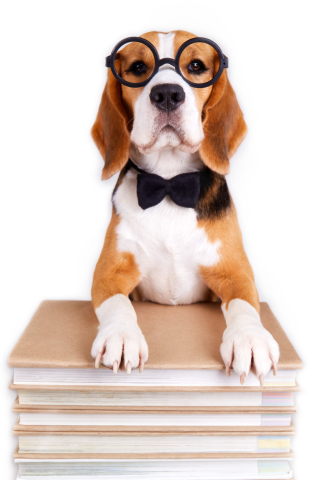 Smart dog wearing glasses and a bow tie. Sitting on books.