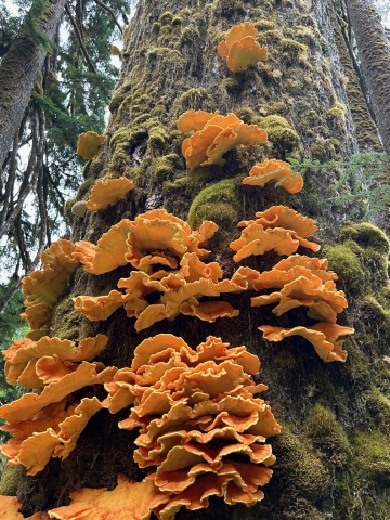 Chicken of the woods mushrooms growing on a tree.