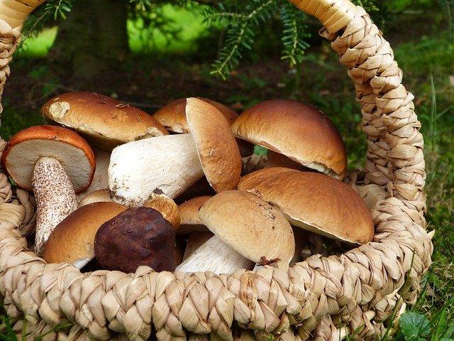 Mushrooms in a basket