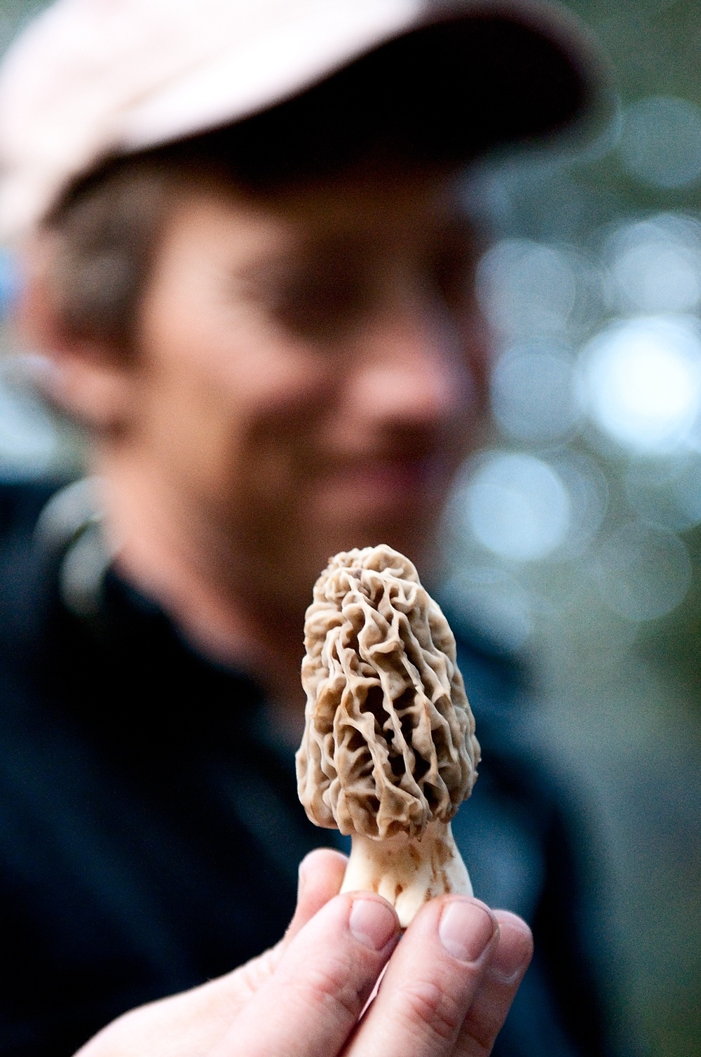 morel mushroom