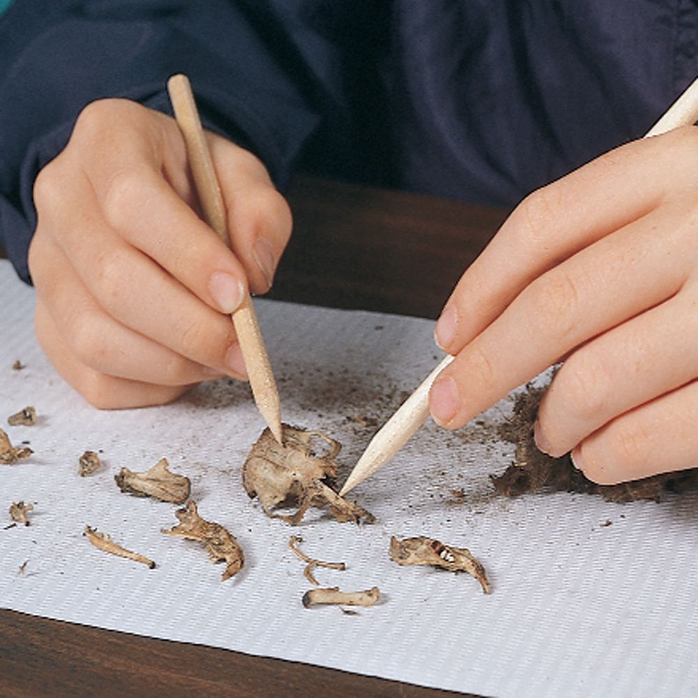 owl pellet dissection