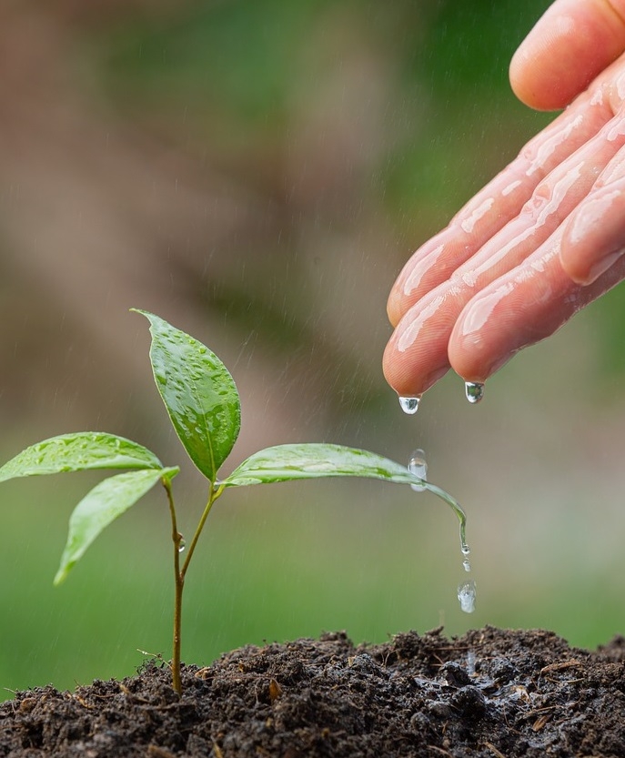 hand sprinkling water on a small plant