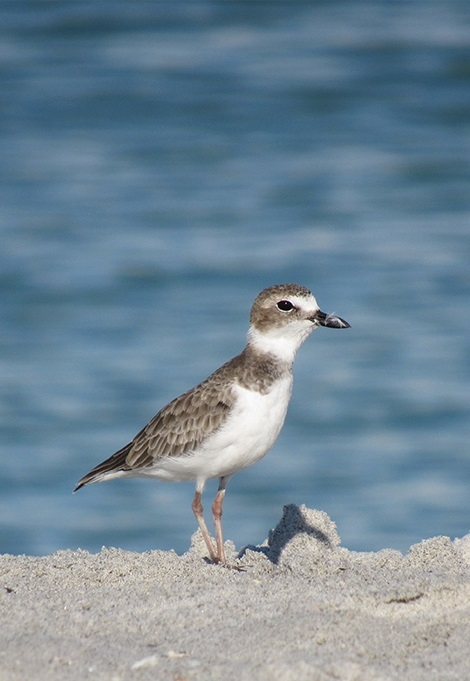 shorebird on the beach