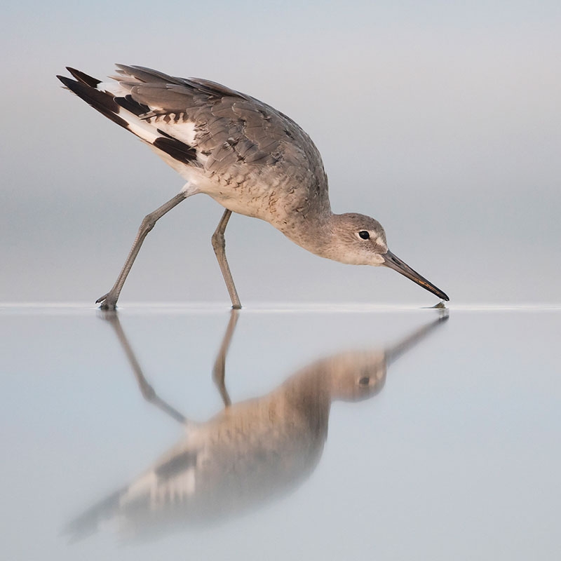 Willet